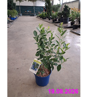 Vaccinium cor. 'Hannah's Choice' C 2 L